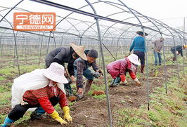 周寧實踐 土地流轉激活特色農業與水產養殖，鋪就農民增收新路徑